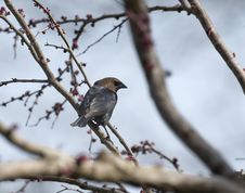 Brown-headed Cowbird Royalty Free Stock Images