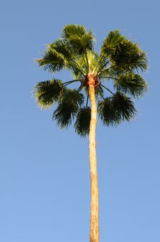 Palm Tree Royalty Free Stock Photography Palm Tree Royalty Free Stock Photography