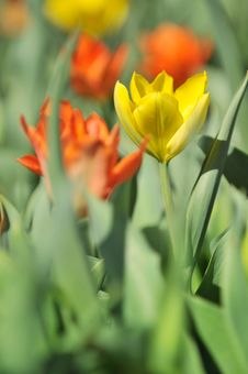 Yellow Tulip Stock Image Yellow Tulip Stock Image