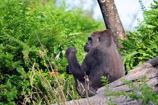 Free Gorilla In Its Natural Habitat Royalty Free Stock Photography - 5041097