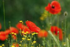 Poppies On Grass Royalty Free Stock Photo