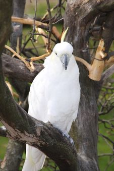 Cockatoo Royalty Free Stock Photography Cockatoo Royalty Free Stock Photography
