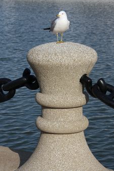 Seagull On A Pier Royalty Free Stock Photos Seagull On A Pier Royalty Free Stock Photos