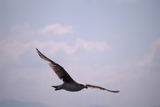 Seagull Royalty Free Stock Photography