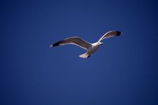 Seagull Royalty Free Stock Images