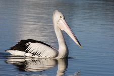 Pelican Floating Royalty Free Stock Image Pelican Floating Royalty Free Stock Image