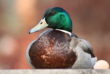 Duck Male With Egg Royalty Free Stock Images