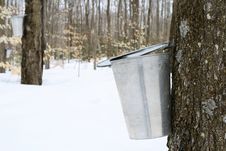 Droplet Of Maple Sap Falling Into A Pail Royalty Free Stock Photos Droplet Of Maple Sap Falling Into A Pail Royalty Free Stock Photos