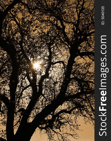 A black tree silhouette backlit by sunset. A black tree silhouette backlit by sunset