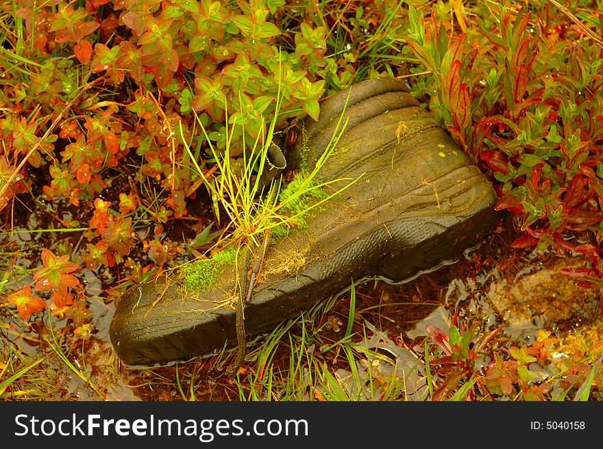 Old mountain boots with plants