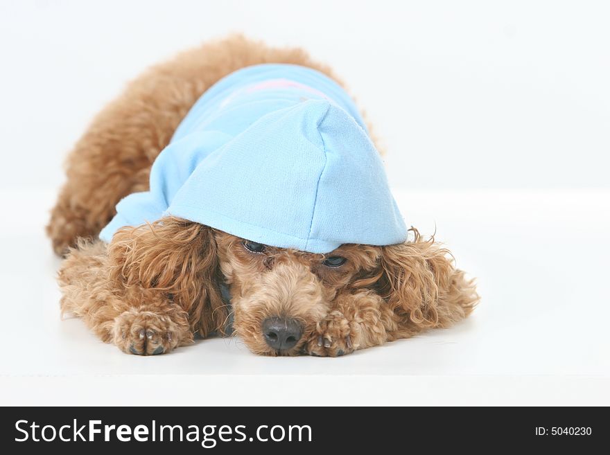 Brown toy poodle with classic grooming in a blue sweater