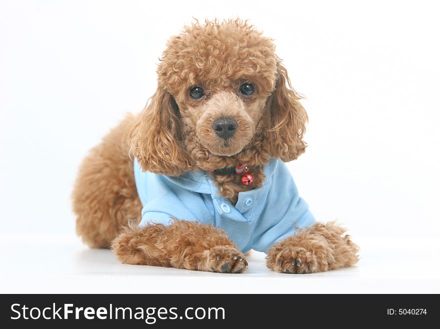 Brown toy poodle with classic grooming in a blue sweater