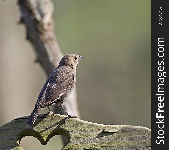 Female brown-headed cowbird perched on a wooden bench