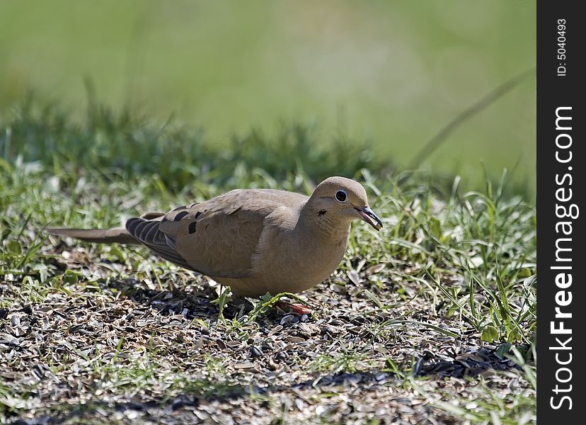 Mourning dove with a seed in its beak
