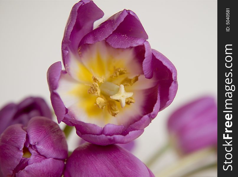Close up of purple tulips