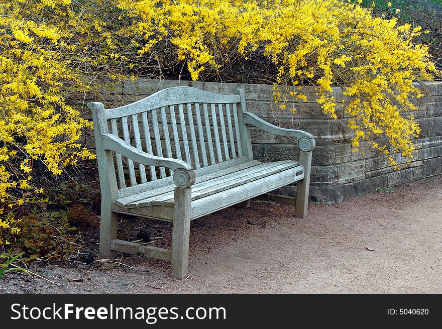 Park bench with forsythia blooming in spring.