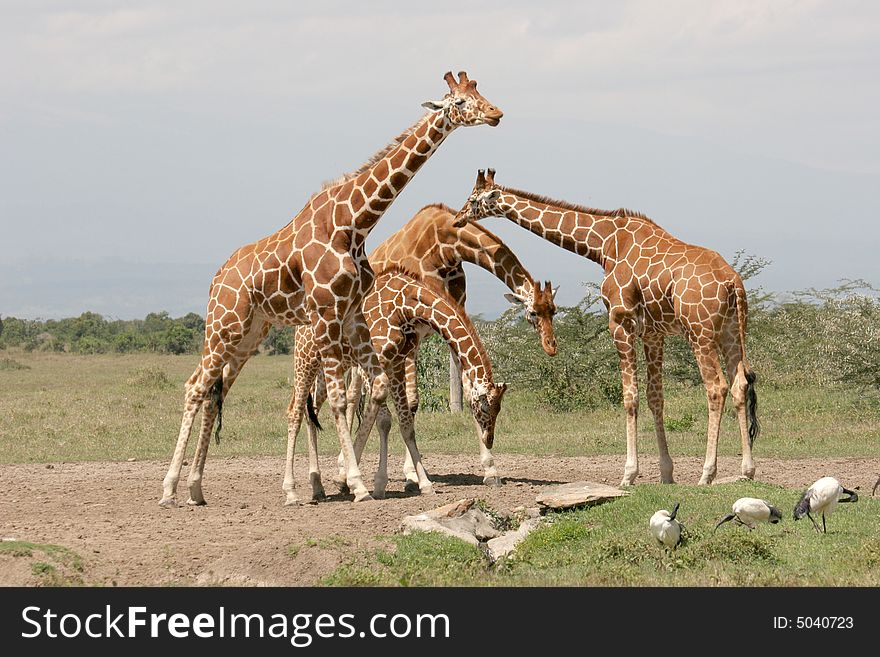 Giraffes at a watering hole. Giraffes at a watering hole