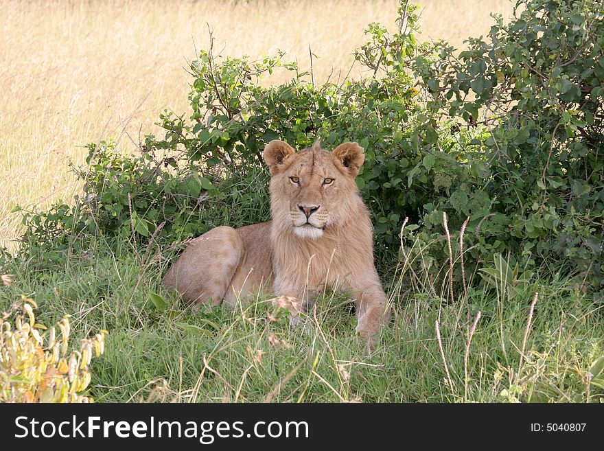Lioness resting in the shade