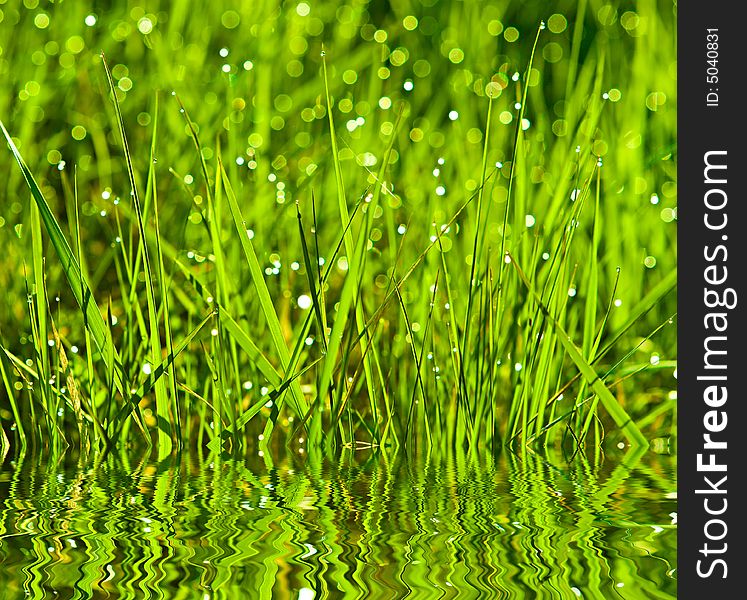 Dewdrops on a grass reflected in water. Dewdrops on a grass reflected in water