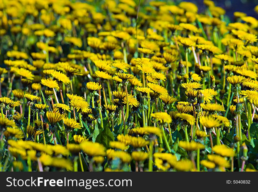 Field with young yellow dandelions