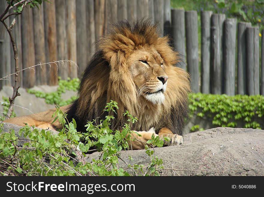 A mighty lion resting on a sunny afternoon