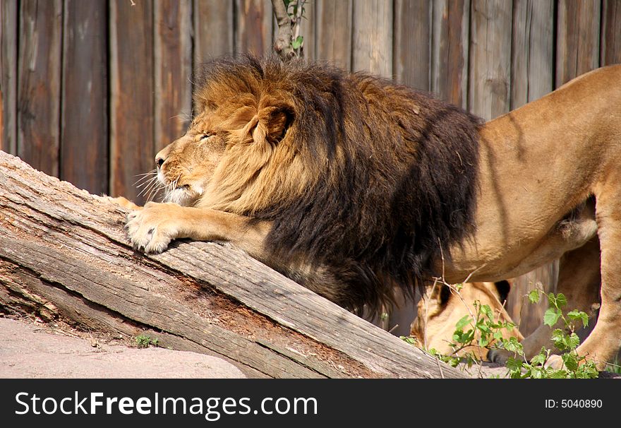 A mighty lion streching and using a tree as a scratching post. A mighty lion streching and using a tree as a scratching post