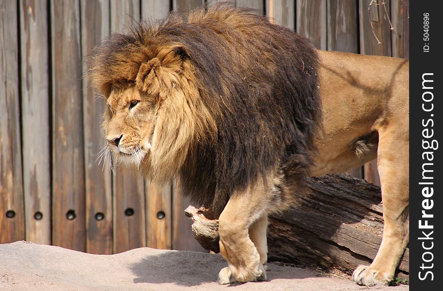 A mighty lion stepping out on a sunny day