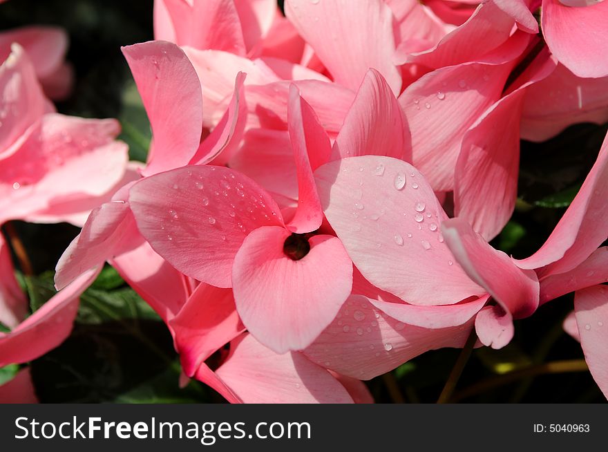 Pink cyclamen flowers with dew drops. Pink cyclamen flowers with dew drops