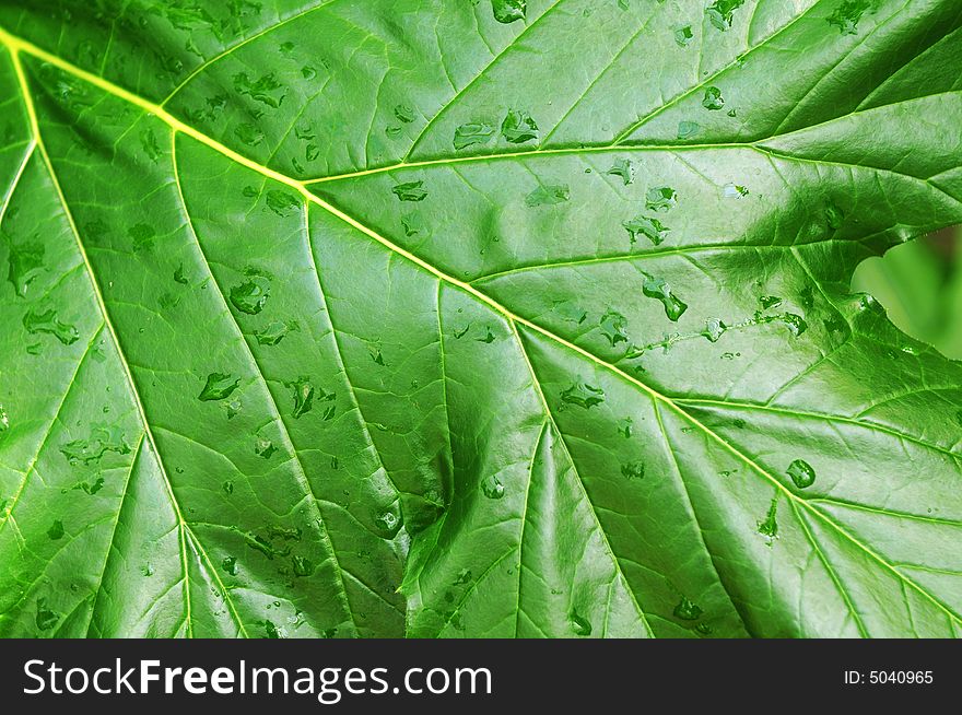 Green leaf in close-up view