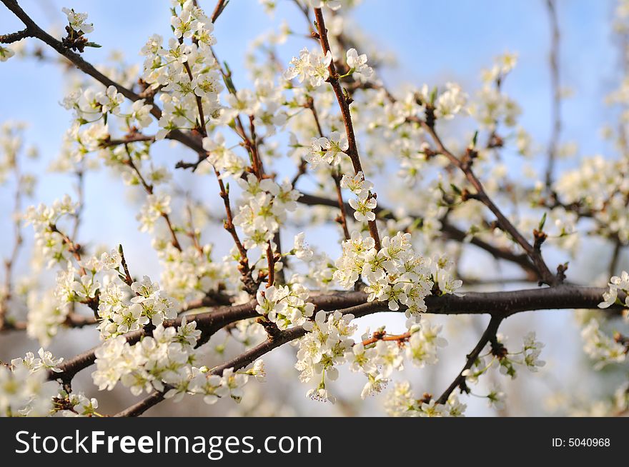 Tree In Full Blossom