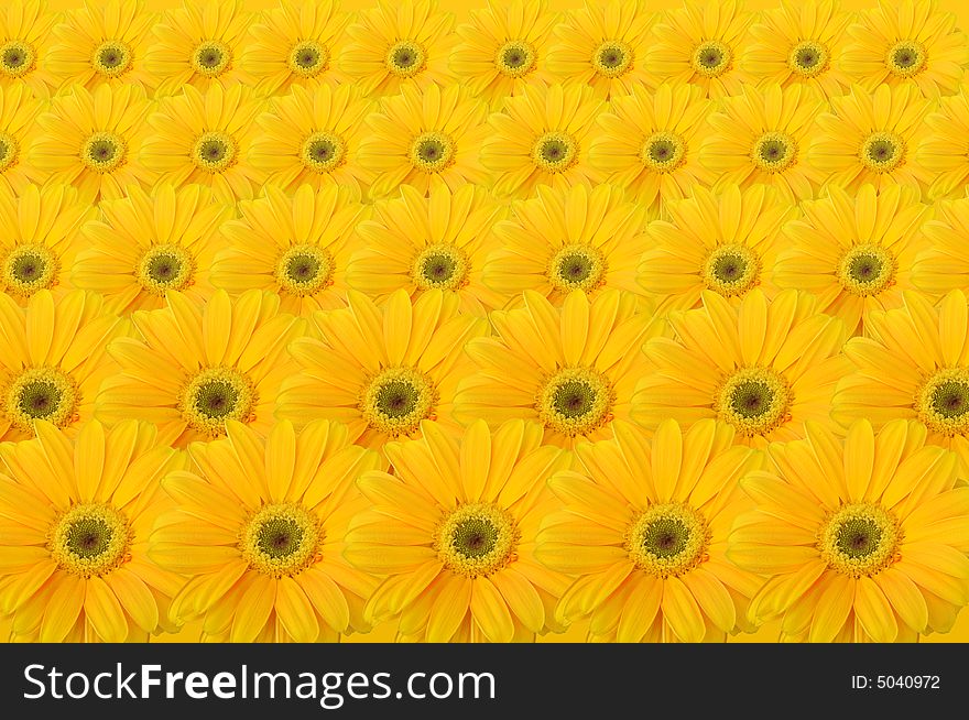 Yellow daisies background arranged in rows