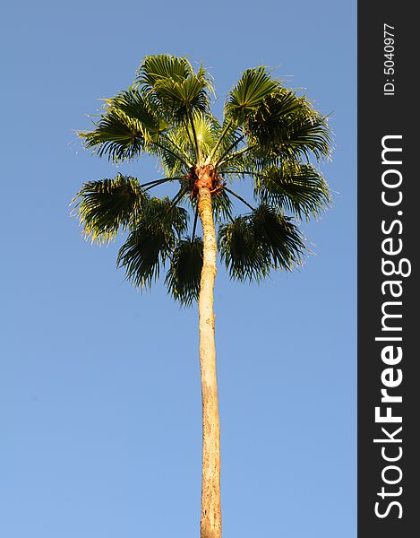 Palm tree with strong sun over a blue sky