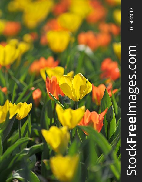 Tulip garden with selective focus on yellow flower. Tulip garden with selective focus on yellow flower