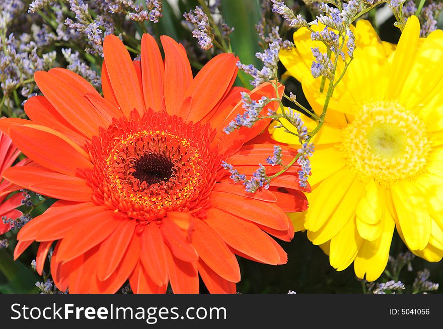Orange and yellow daisies in a floral arrangement. Orange and yellow daisies in a floral arrangement