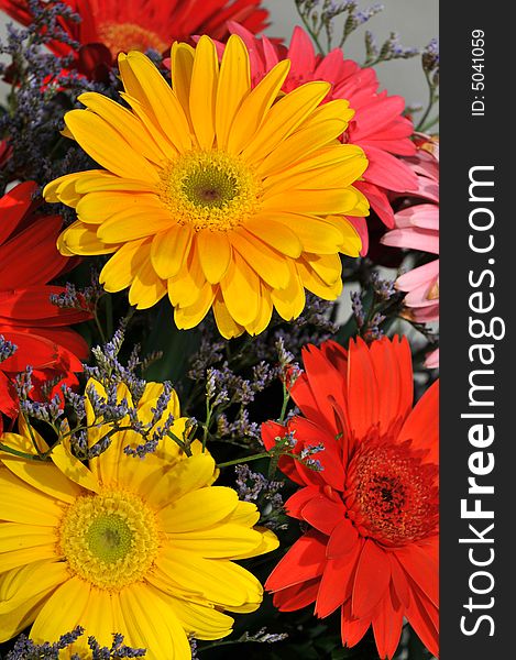 Colorful daisies in close up view in an arrangement