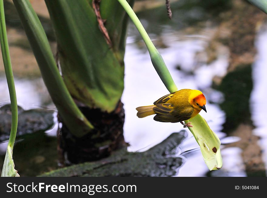 Golden weaver perched on a leaf