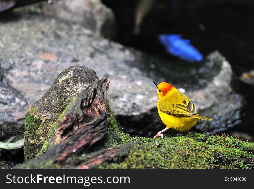 Golden Weaver Bird