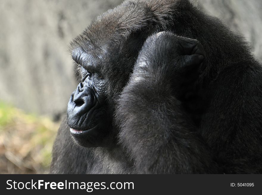 Close-up of gorilla face with hand on head. Close-up of gorilla face with hand on head