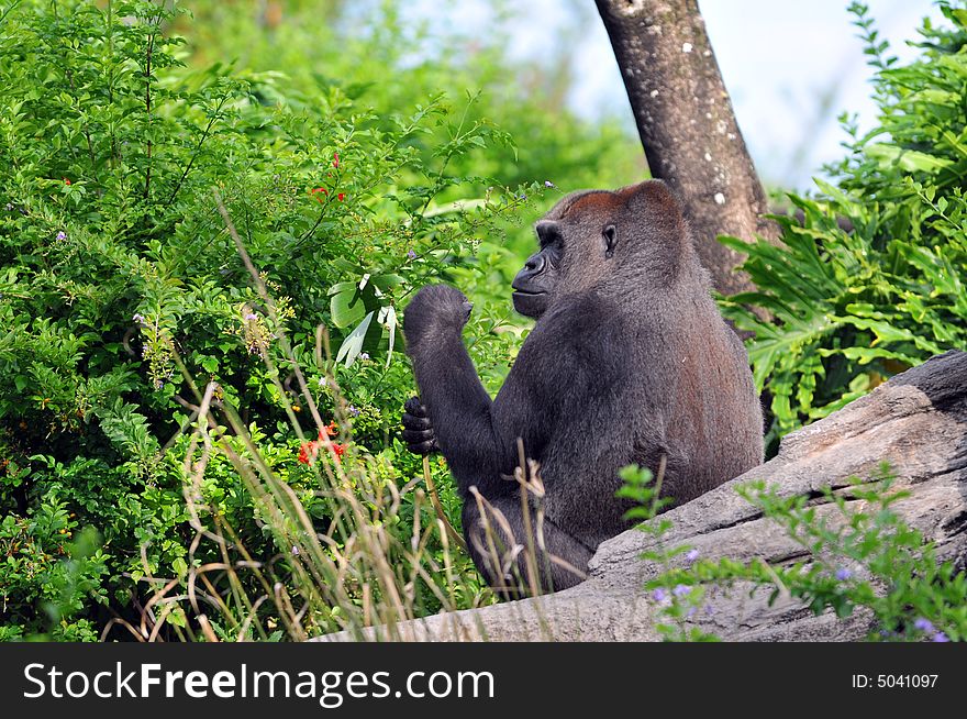 Gorilla in its natural habitat eating plants