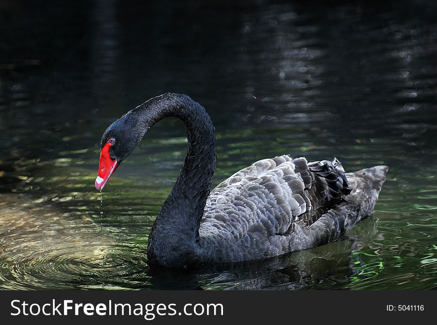 Black swan drinking water from a pond. Black swan drinking water from a pond