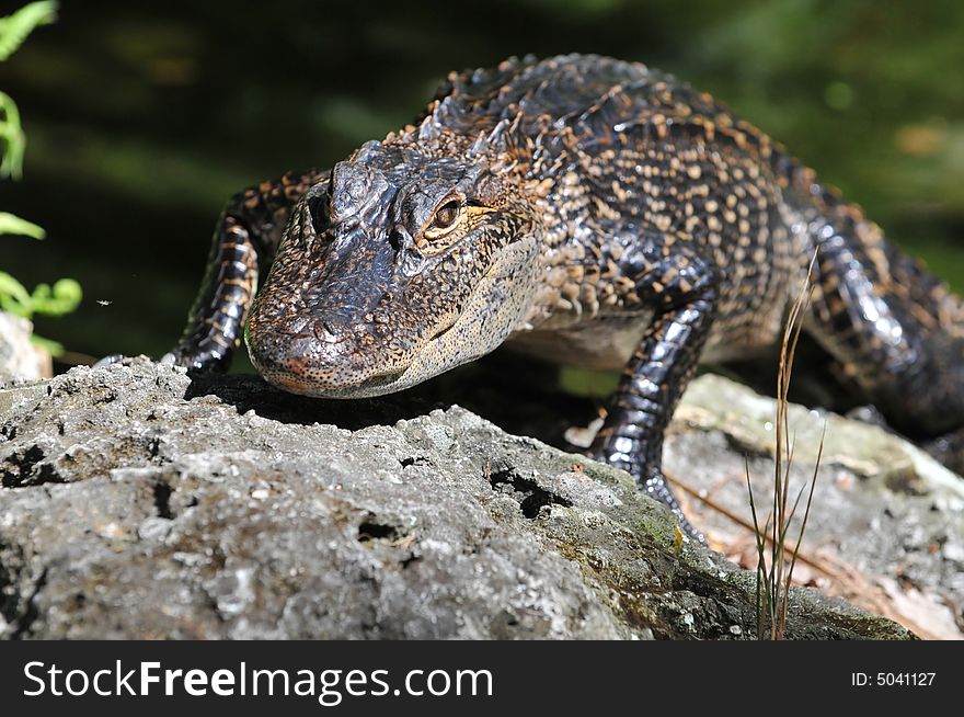 Young American alligator walking on a rock. Young American alligator walking on a rock