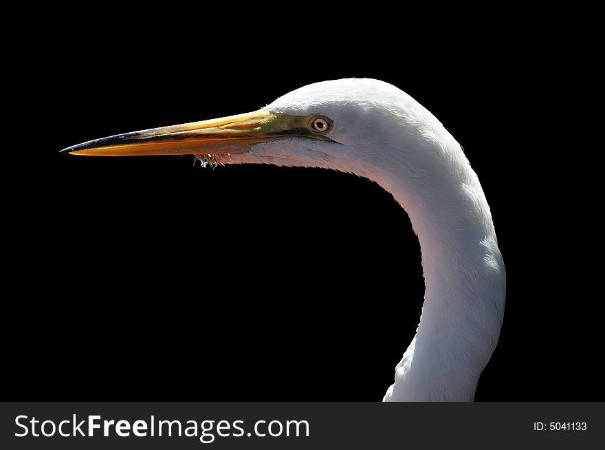 Head of Egret