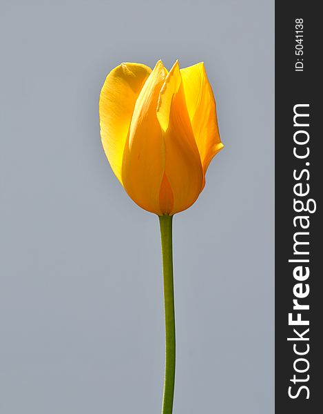 Yellow tulip and stem isolated over a gray background