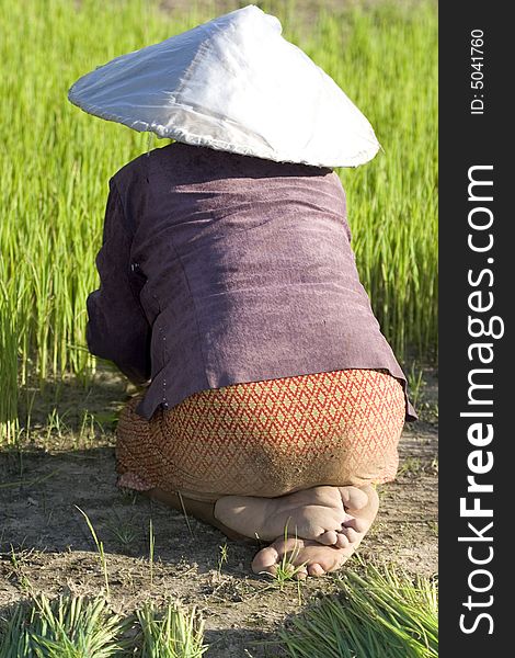 Rice farmers in northern Thai country at work. Rice farmers in northern Thai country at work