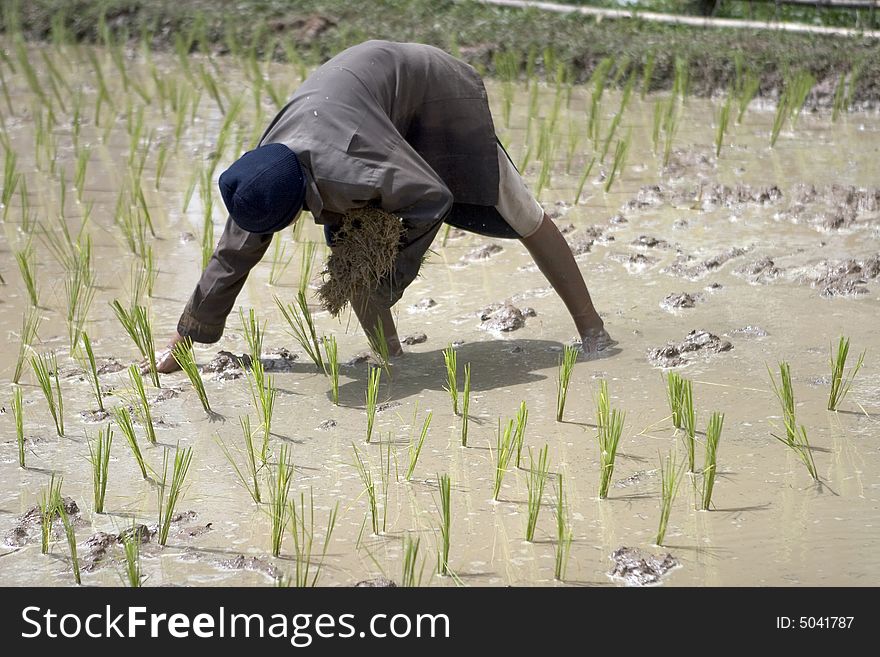Rice farmers in northern Thai country at work. Rice farmers in northern Thai country at work