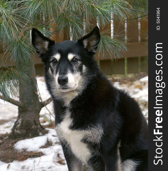 A black dog hang out in the snow. A black dog hang out in the snow