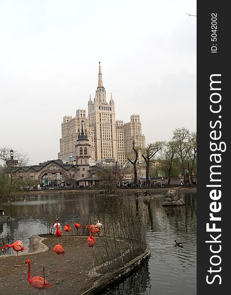 The flamingo on pond in the Moscow. The flamingo on pond in the Moscow