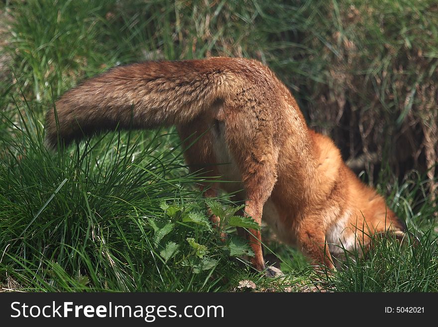 Red fox looking for mice