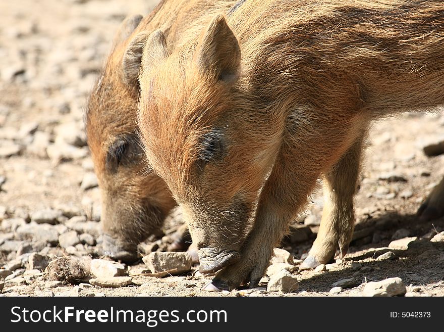 Wild sow and piglets (Wildschwein, Frischlinge). Wild sow and piglets (Wildschwein, Frischlinge)