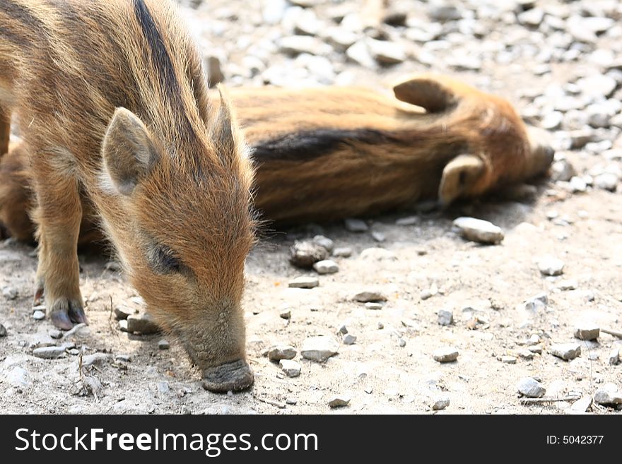 Wild sow and piglets (Wildschwein, Frischlinge). Wild sow and piglets (Wildschwein, Frischlinge)